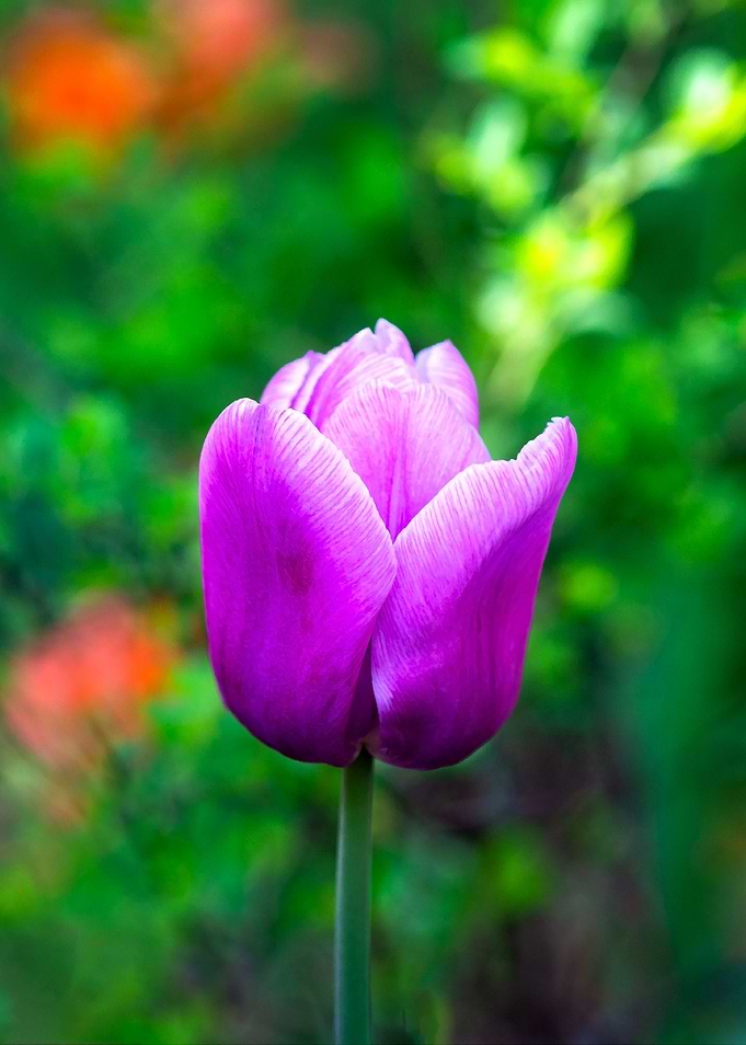 Purple Tulip Flower