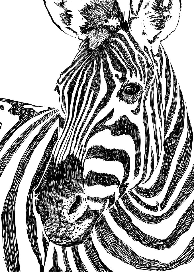Zebra