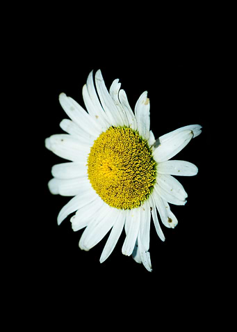 Flower Flash No 3