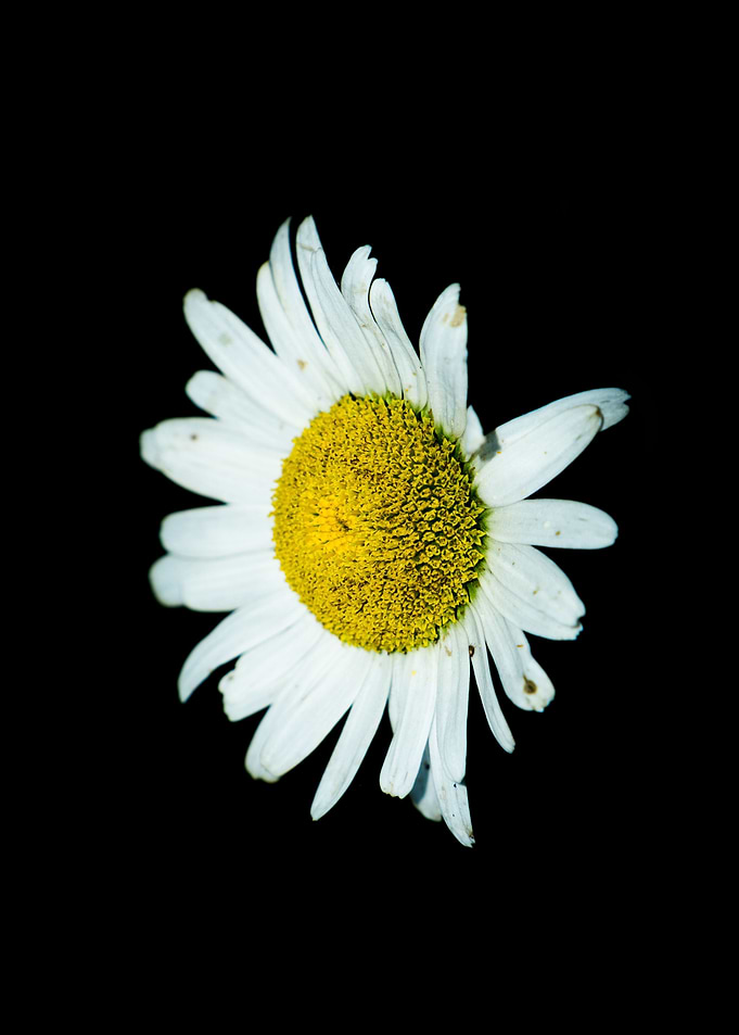 Flower Flash No 3