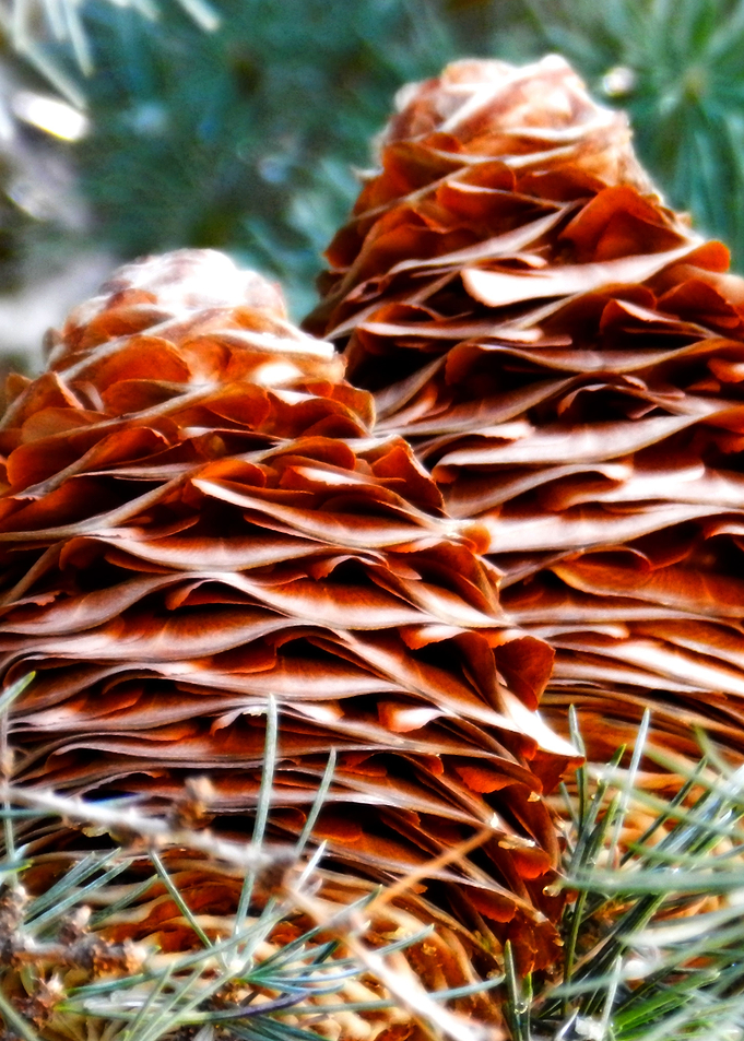 Pine cones