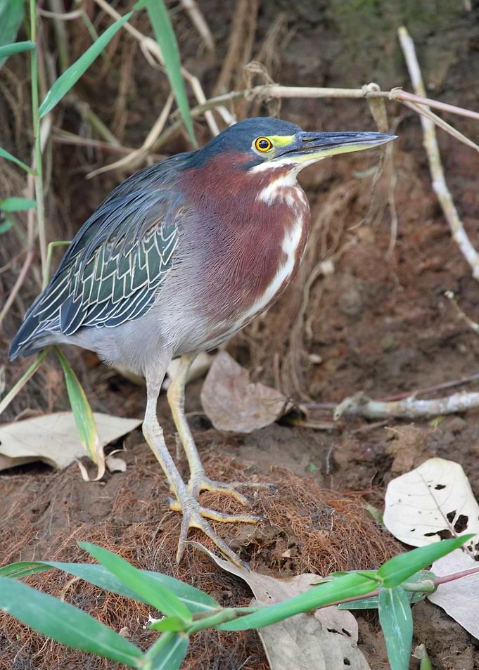 Green Heron