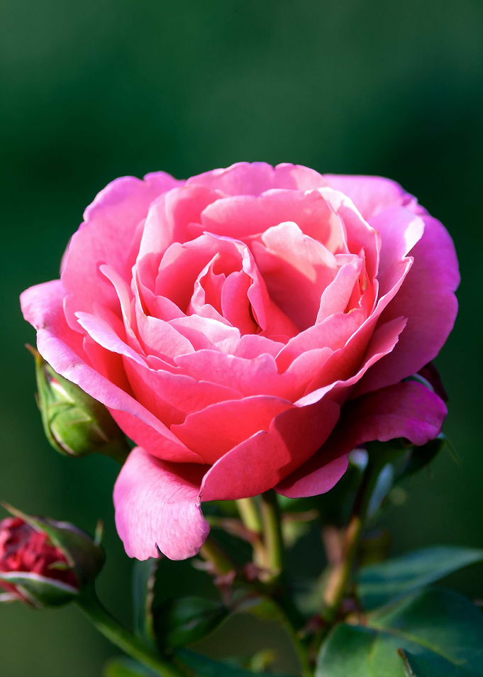 Rose Flower On Green