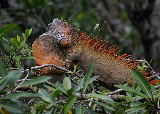 Green Iguana