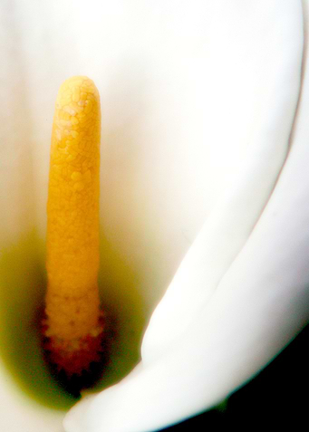 Aaron Lily from the top
