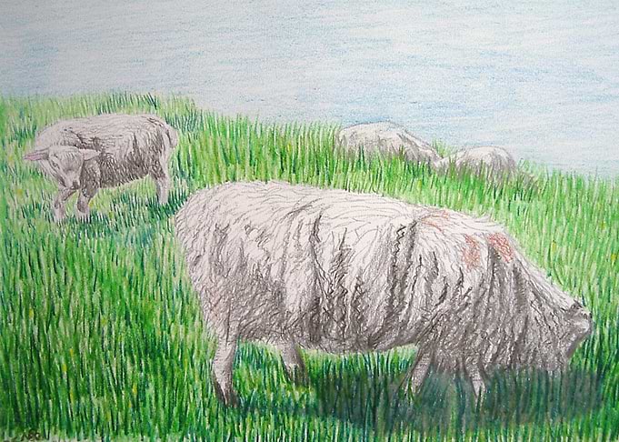 Sheep and lamb