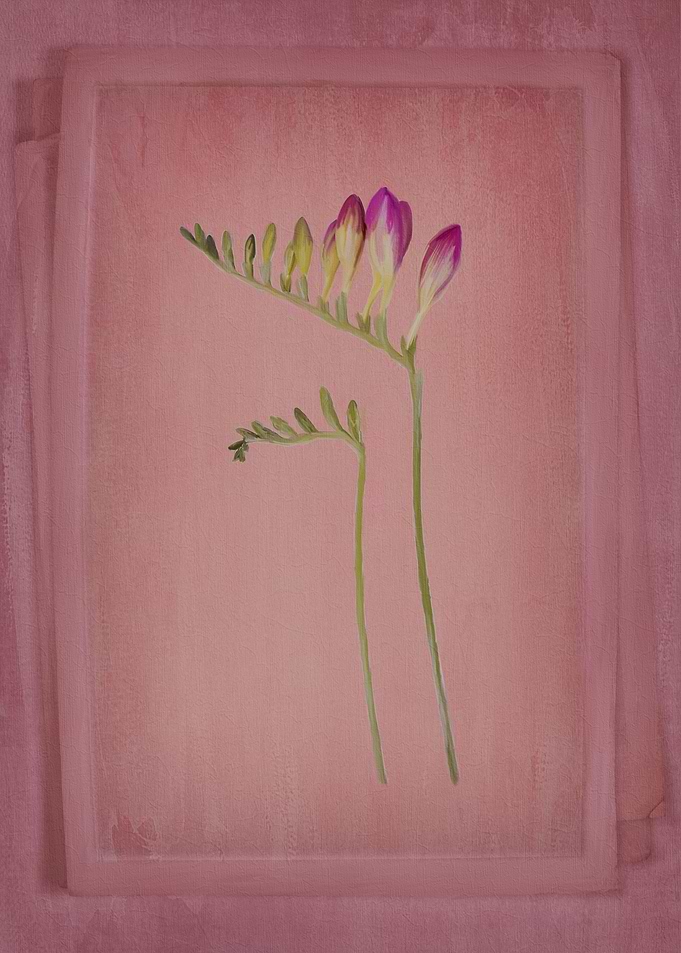Prancing Freesias