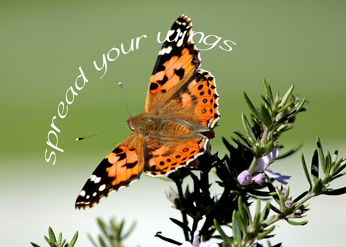 Spread your wings