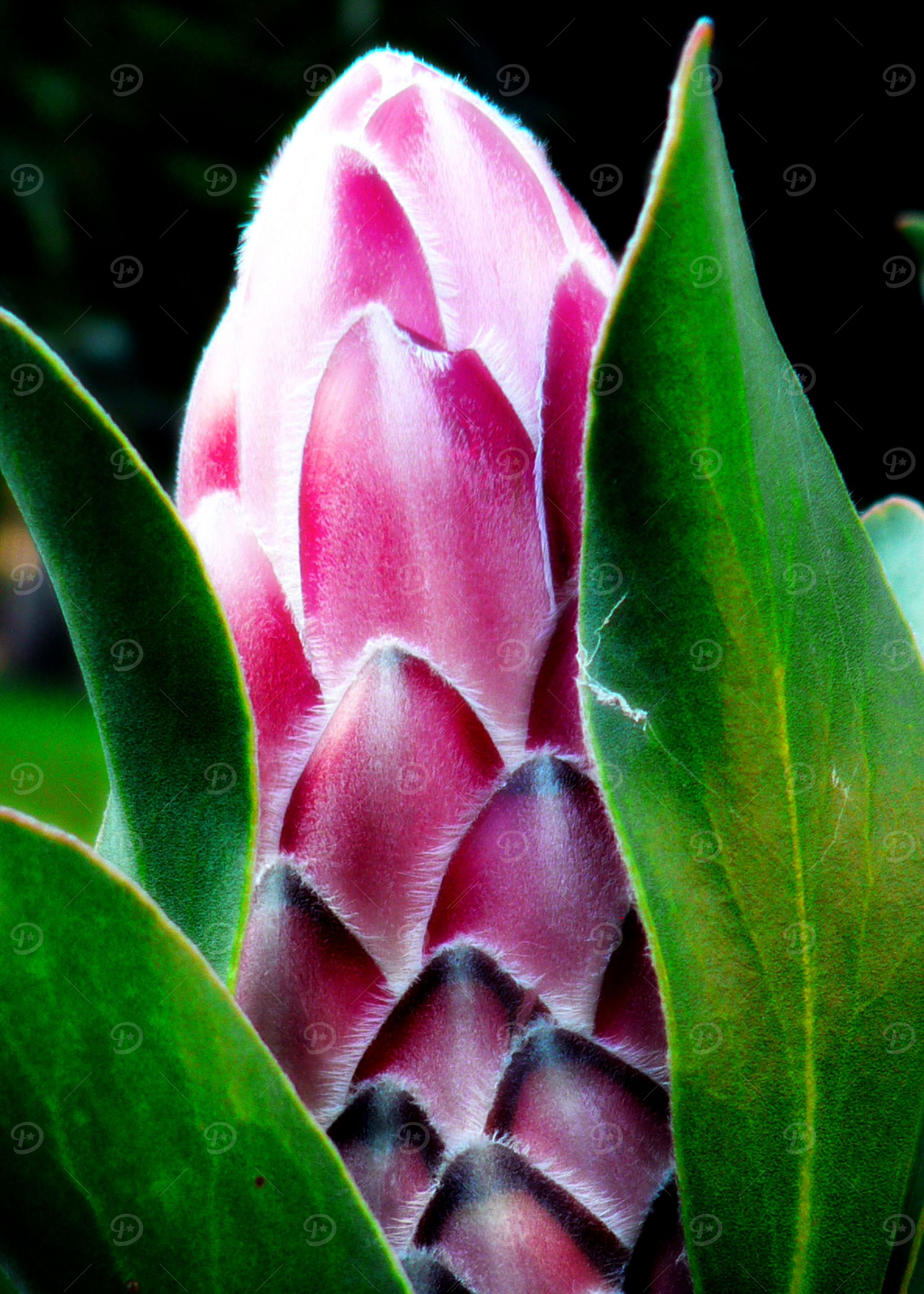 Protea Flower