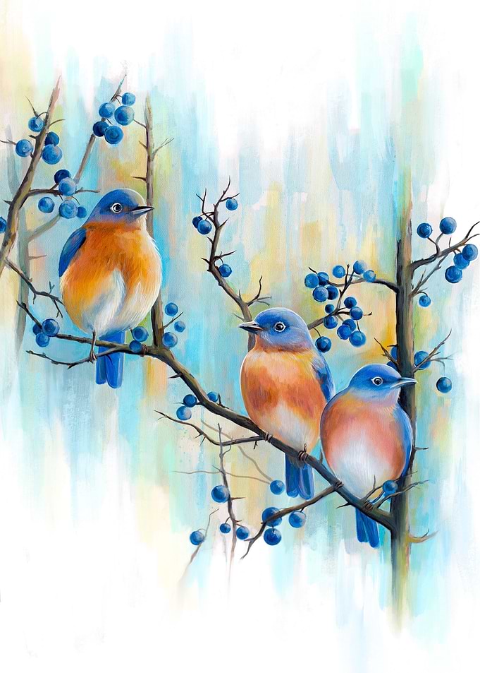European robin Birds