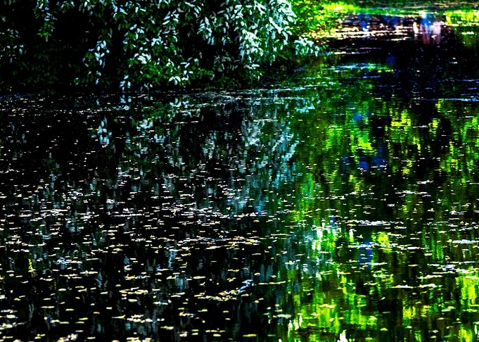 Bird Cherry Old Pond