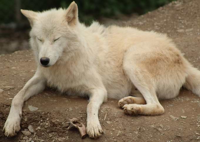 Pale Wolf