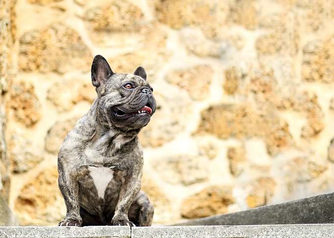 Bulldog