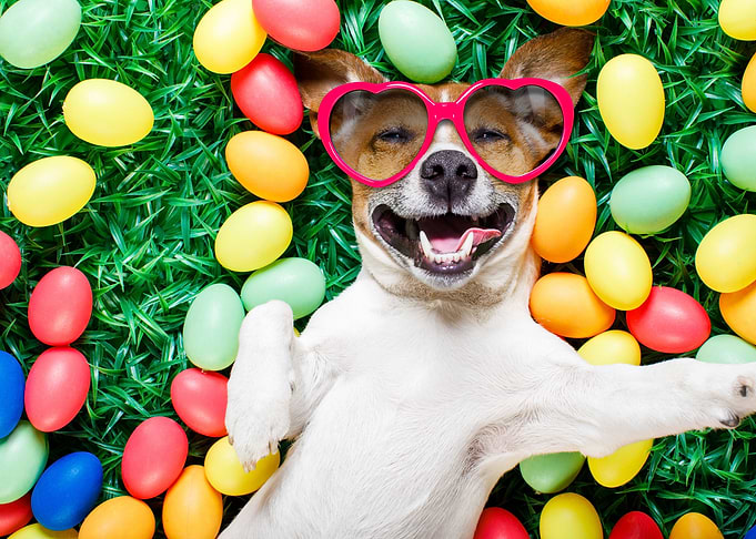 Funny dog