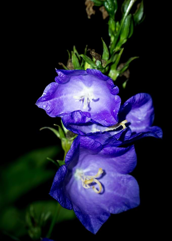 Flower Flash No 5