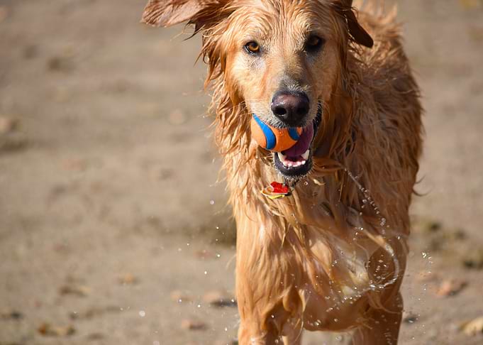Dog