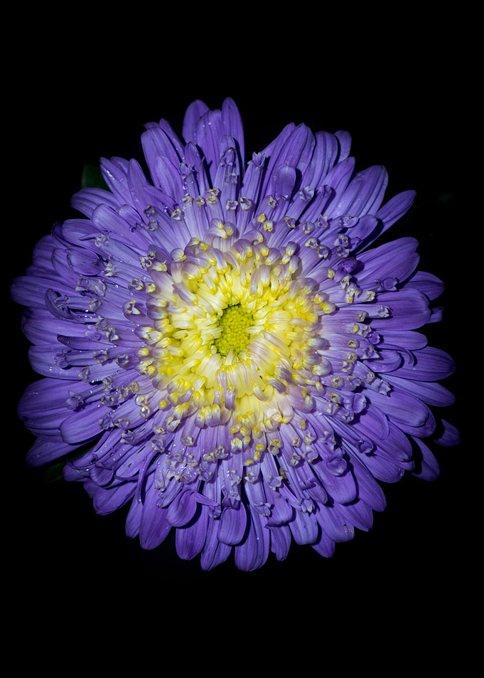 Flower Flash No 8