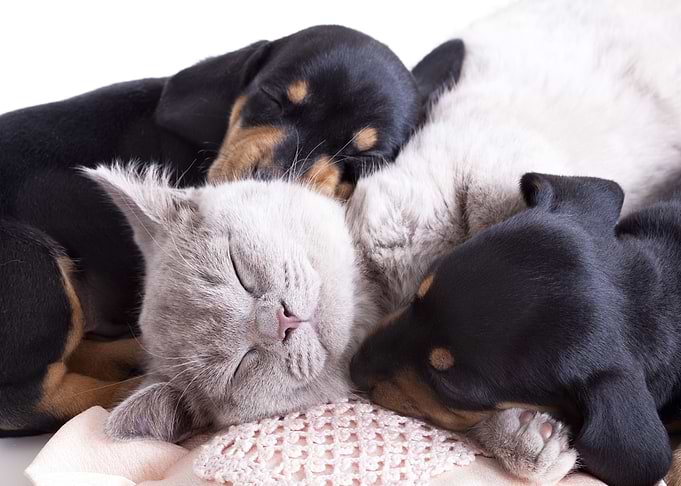 Dogs and Cat