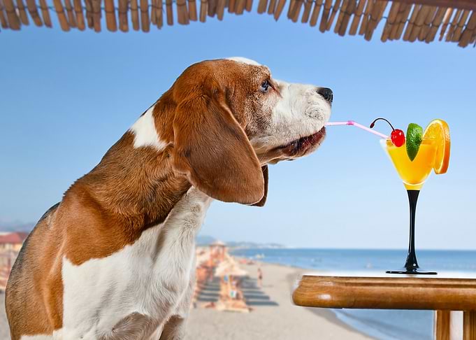 Funny Dog