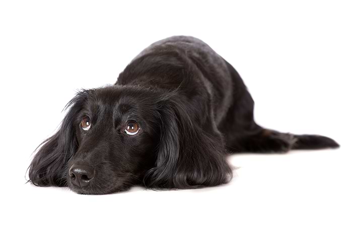 Cute Dog