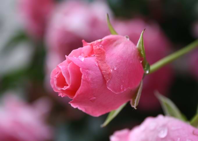 Pink garden rose