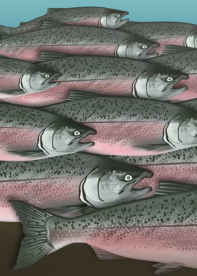 Alaskan Salmon Part2 Left