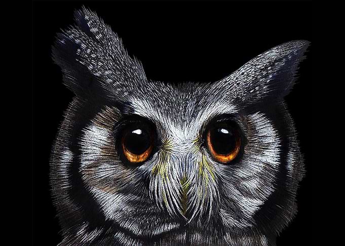 Owl