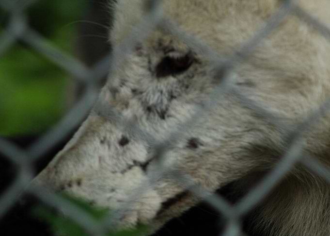 Wolf cage