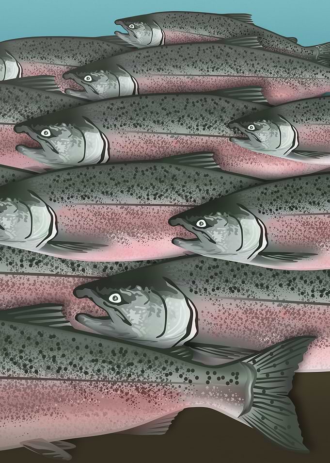 Alaskan Salmon Part2 Right