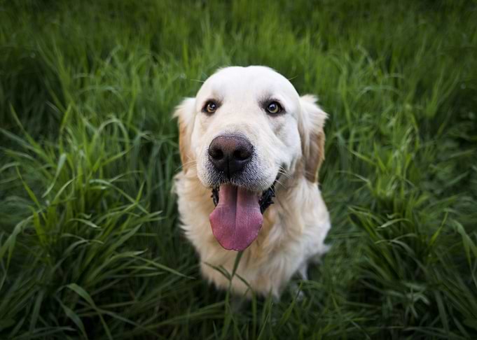 Cute Dog