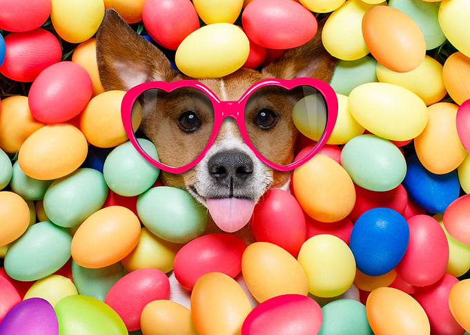 Funny Dog