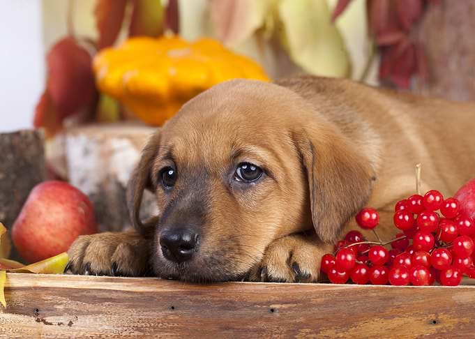Cute Dog