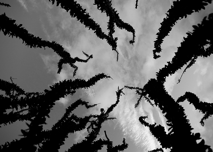 Ocotillo