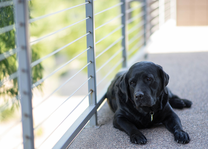 Black Dog