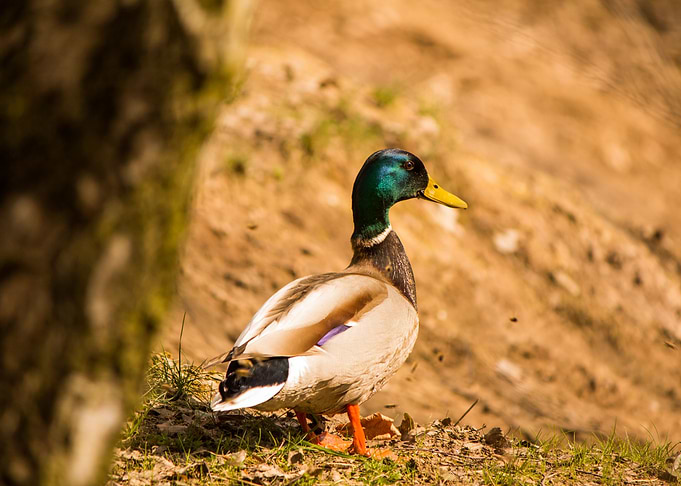 Duck