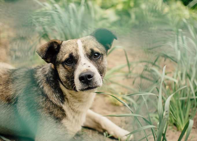 Dog