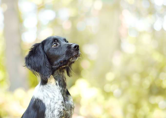 Cute Dog