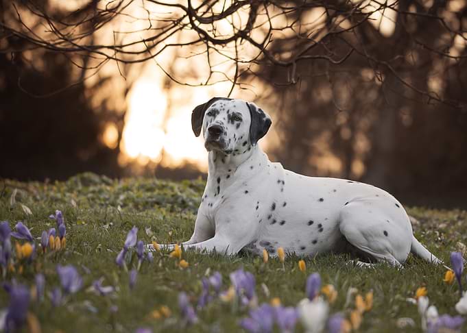 Dalmatian dog