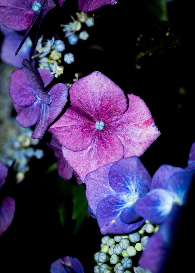 Flower Flash No 7