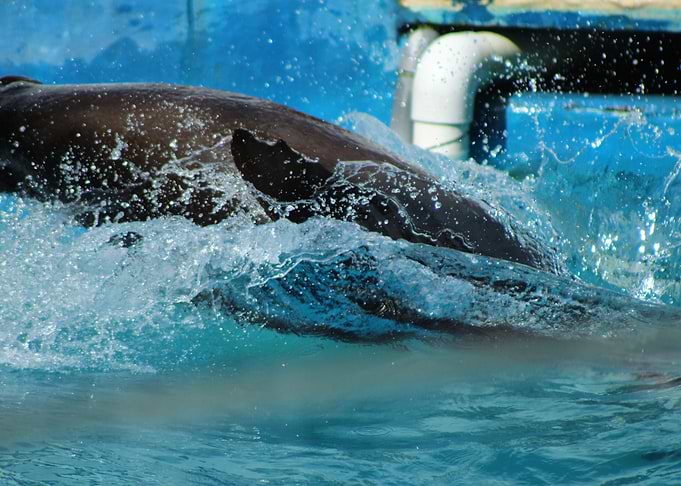 Seal Breaching