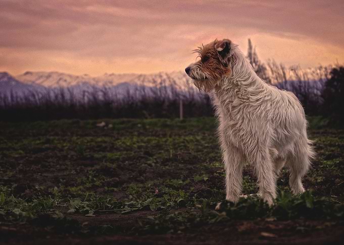 Dog