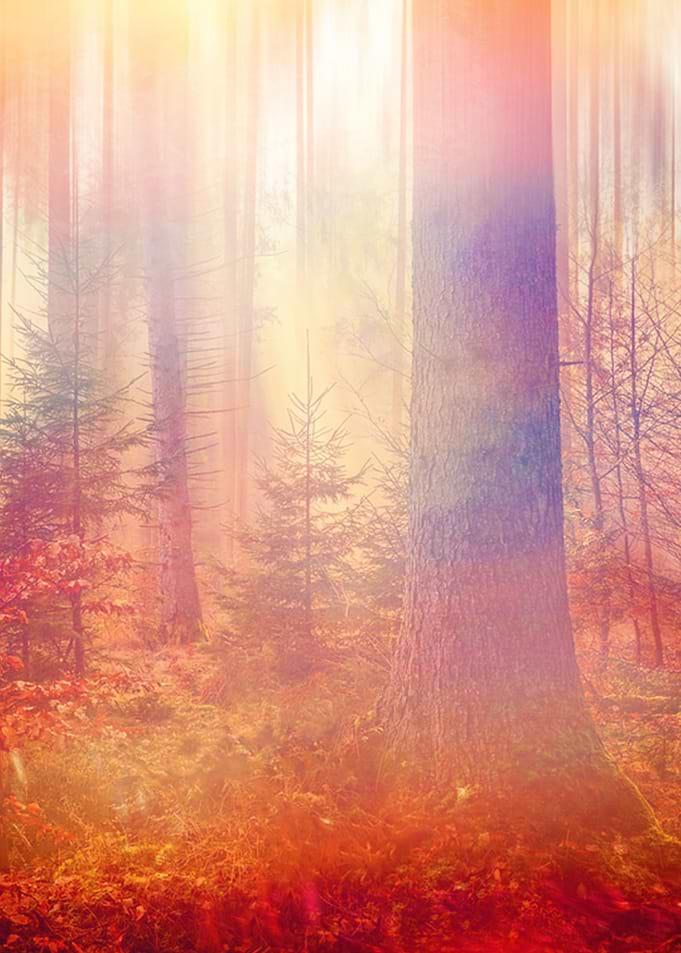 Forest of Light
