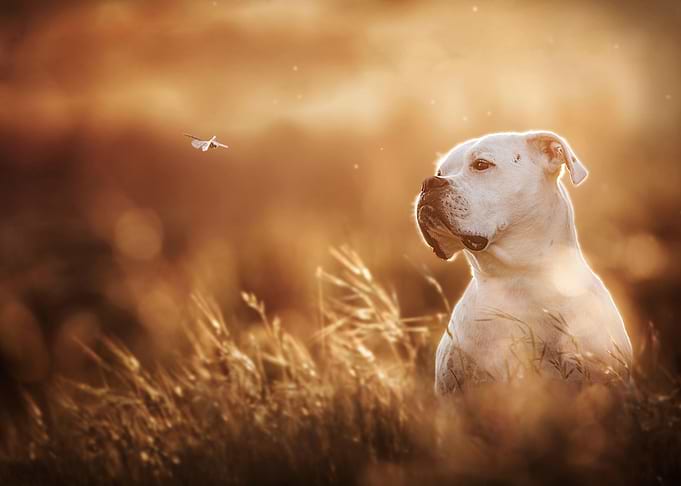 Dog
