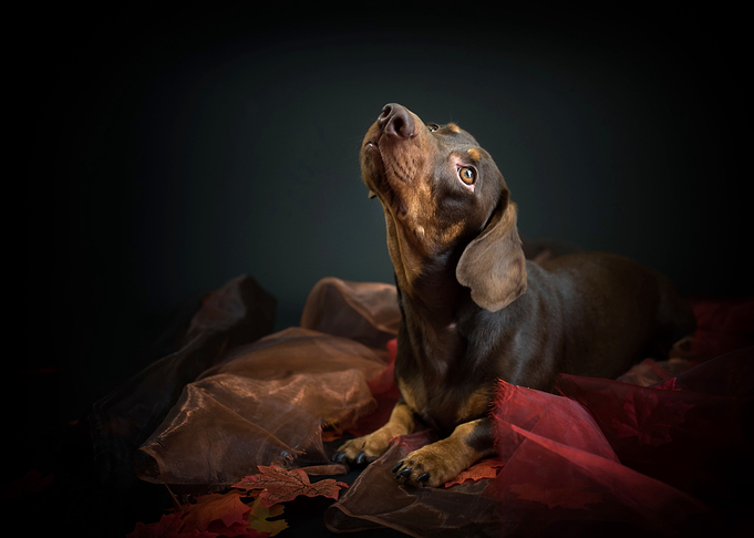 Cute Dog