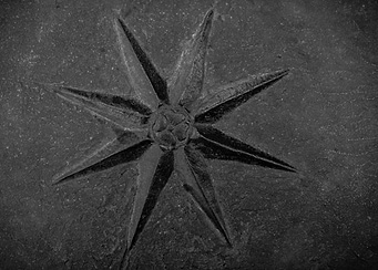 Wind rose