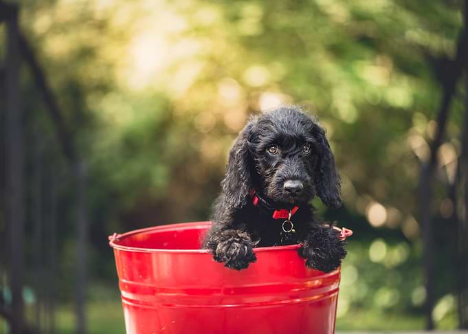 Cute puppy