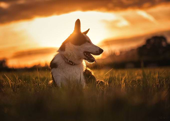 Dogs and cat