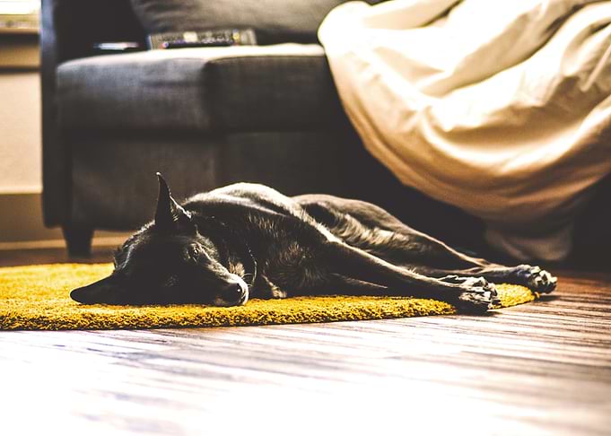 Dog
