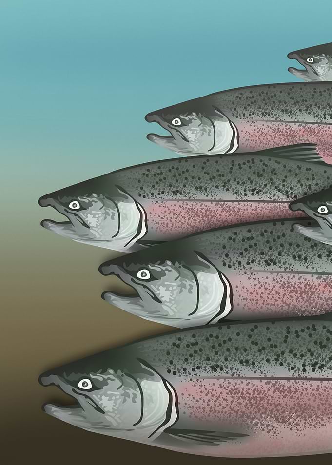 Alaskan Salmon Part1 Right
