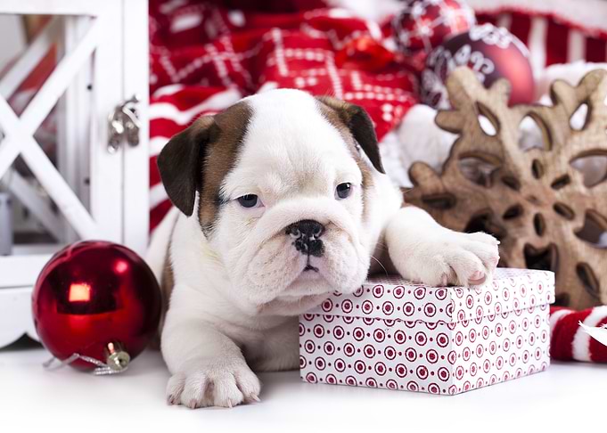 Cute puppy